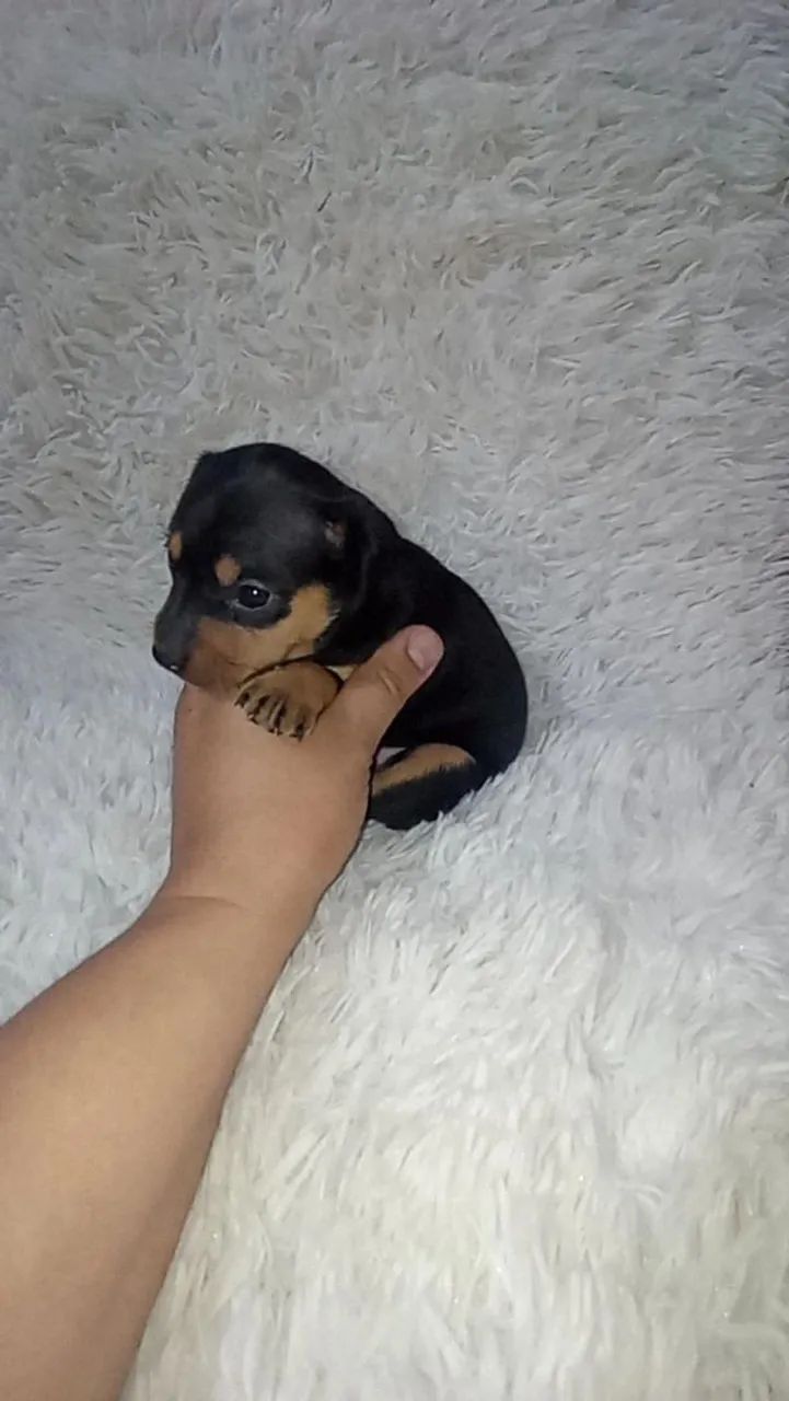Pinscher miniatura macho 