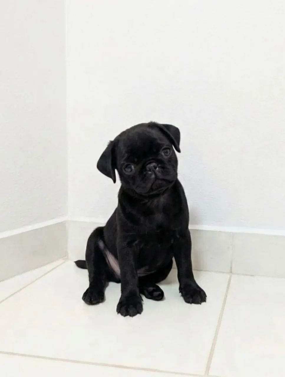 PUG PRETO