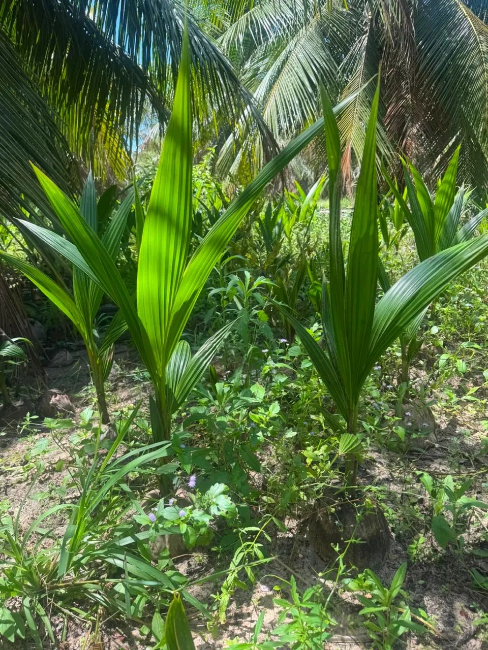 Muda de coco ANÃO Original  - Foto 2