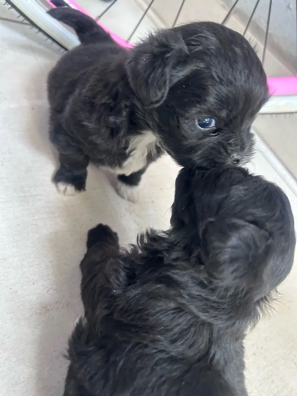 Cachorro  - Foto 2