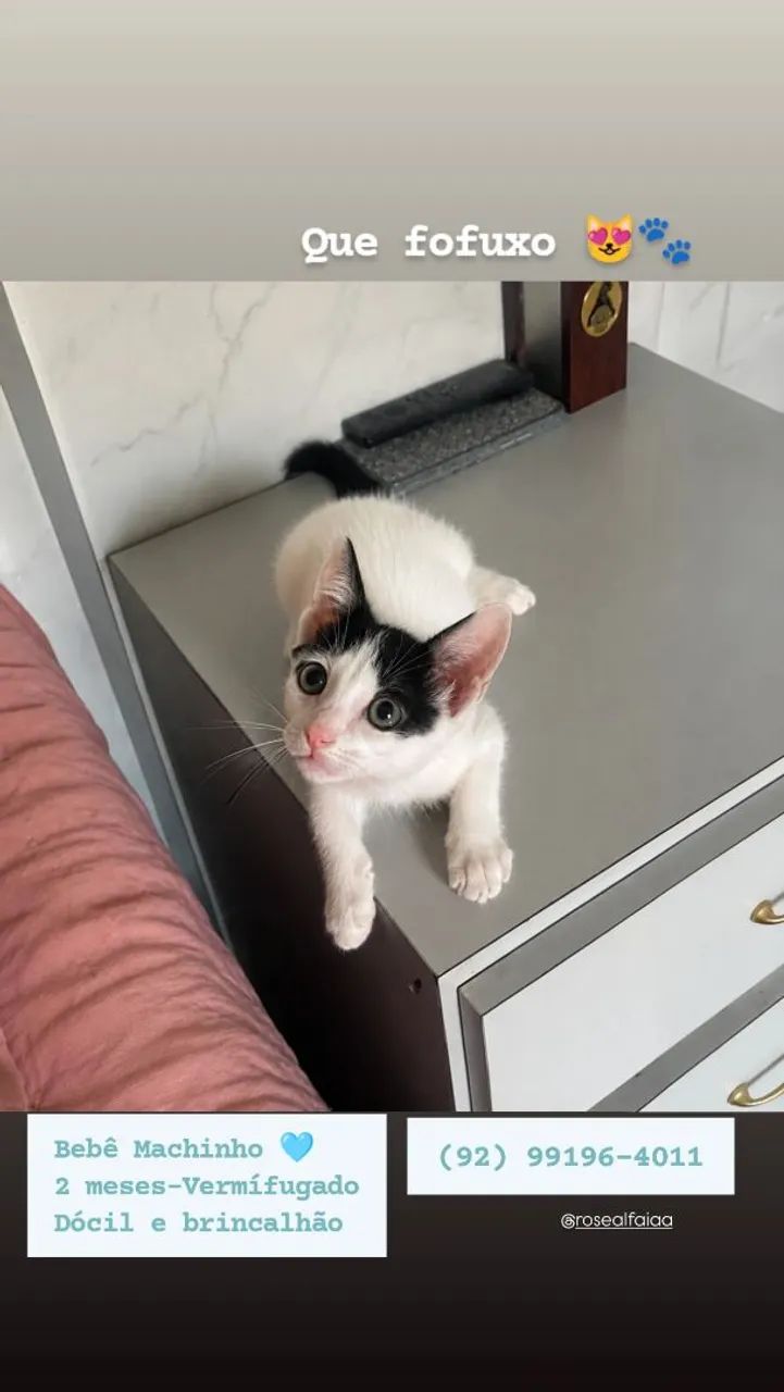 Gatinho adoção, macho
