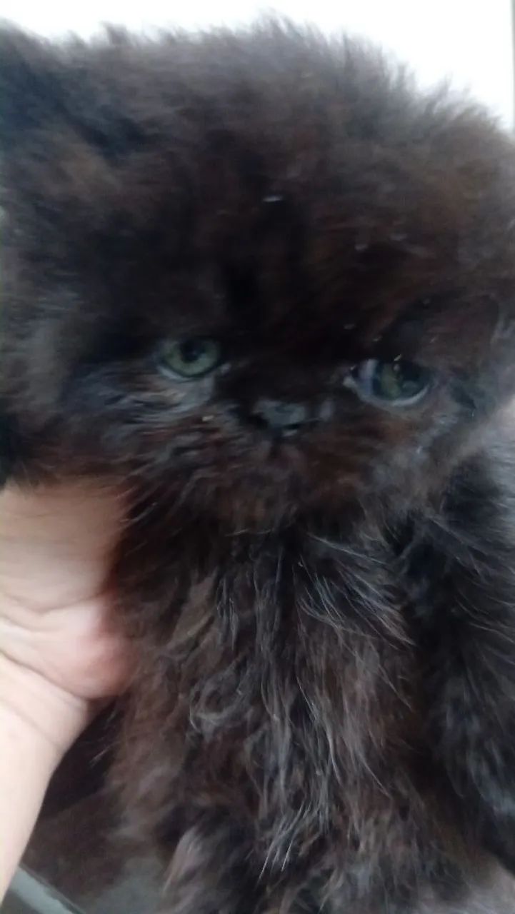 Filhote Gato Persa