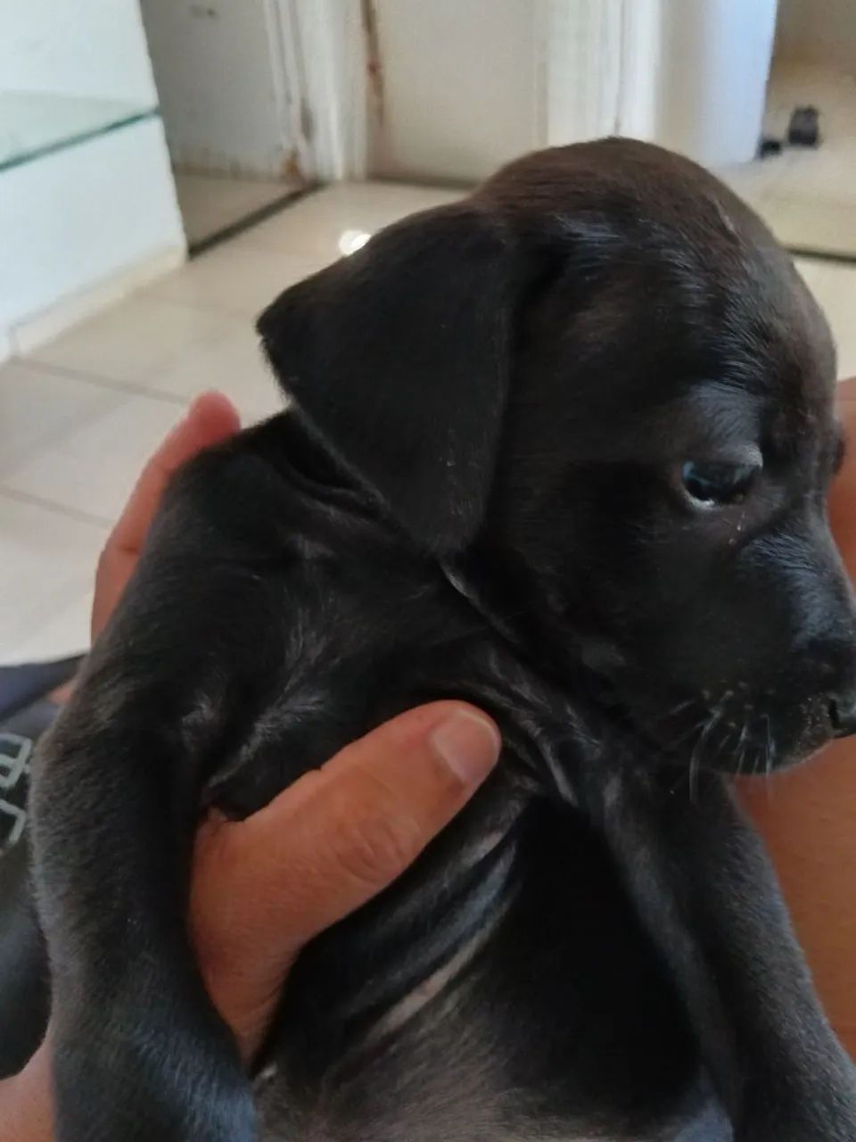 Cachorro labrador  preta - Foto 3