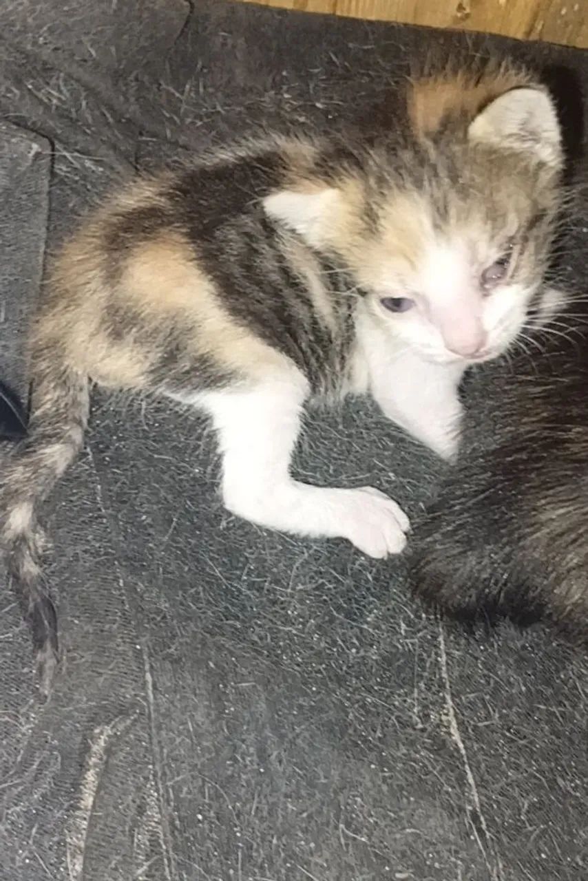 Gatinhos