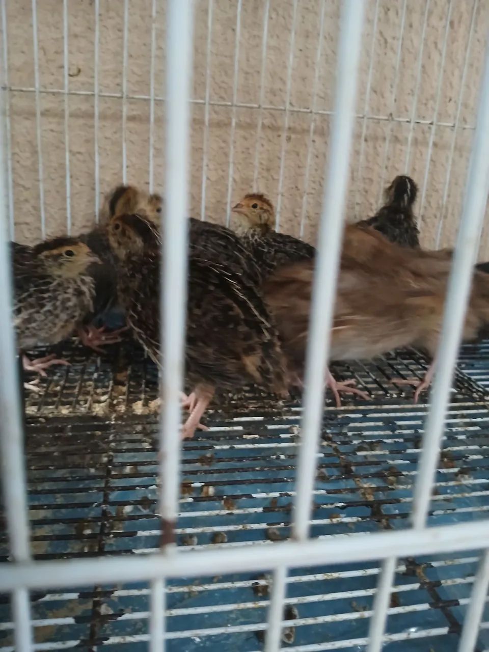 Vendo lote com 10 codornas Japonesas  - Foto 5