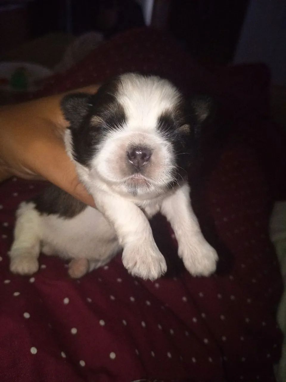 Shitzu - Foto 4