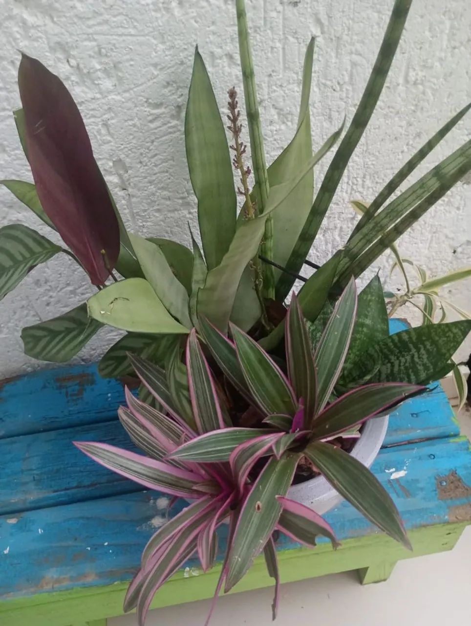 Vendo plantas  - Foto 5