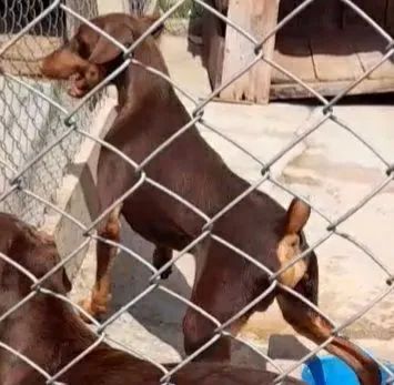 DOBERMANN