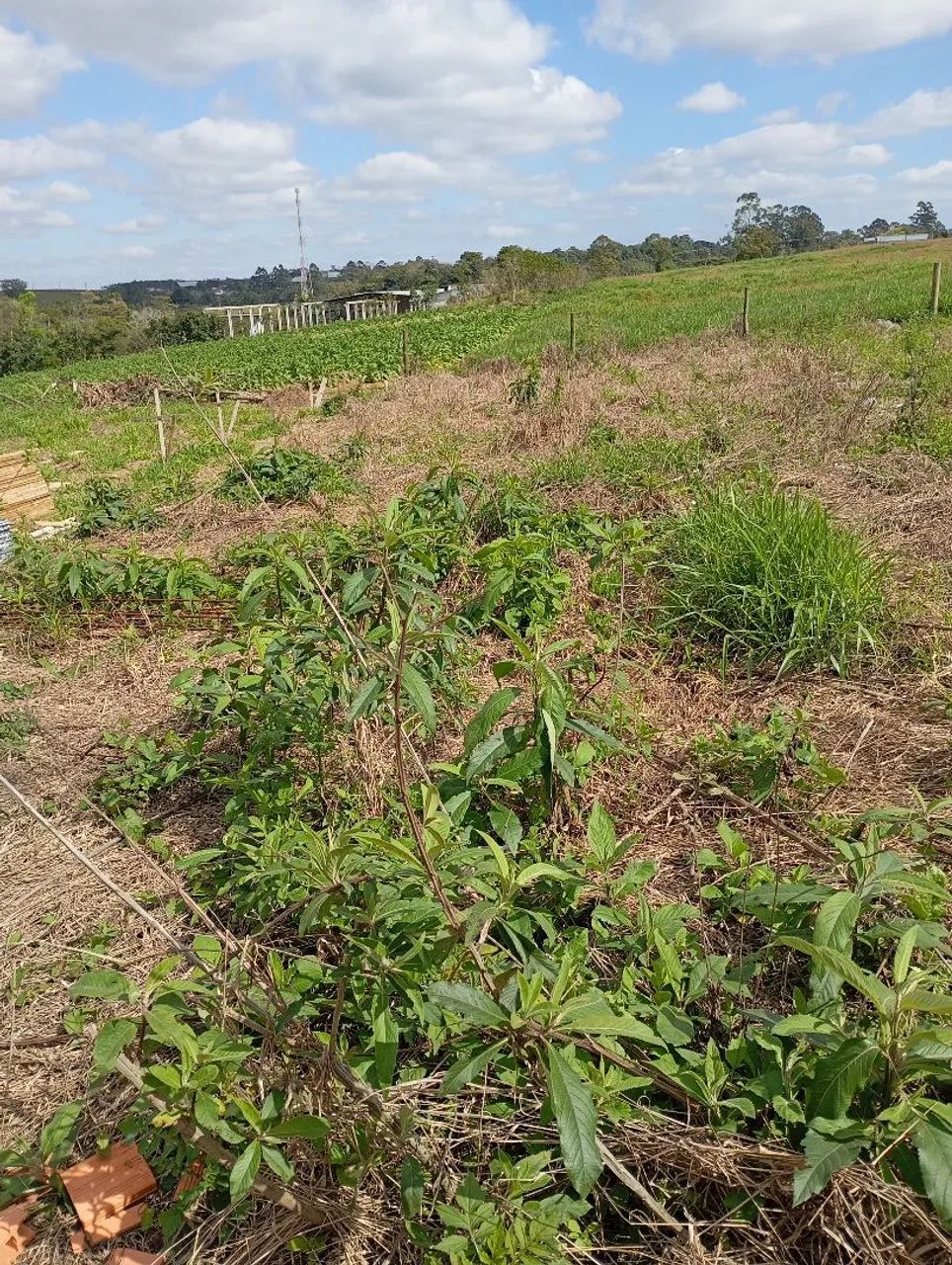 Terreno - Foto 3