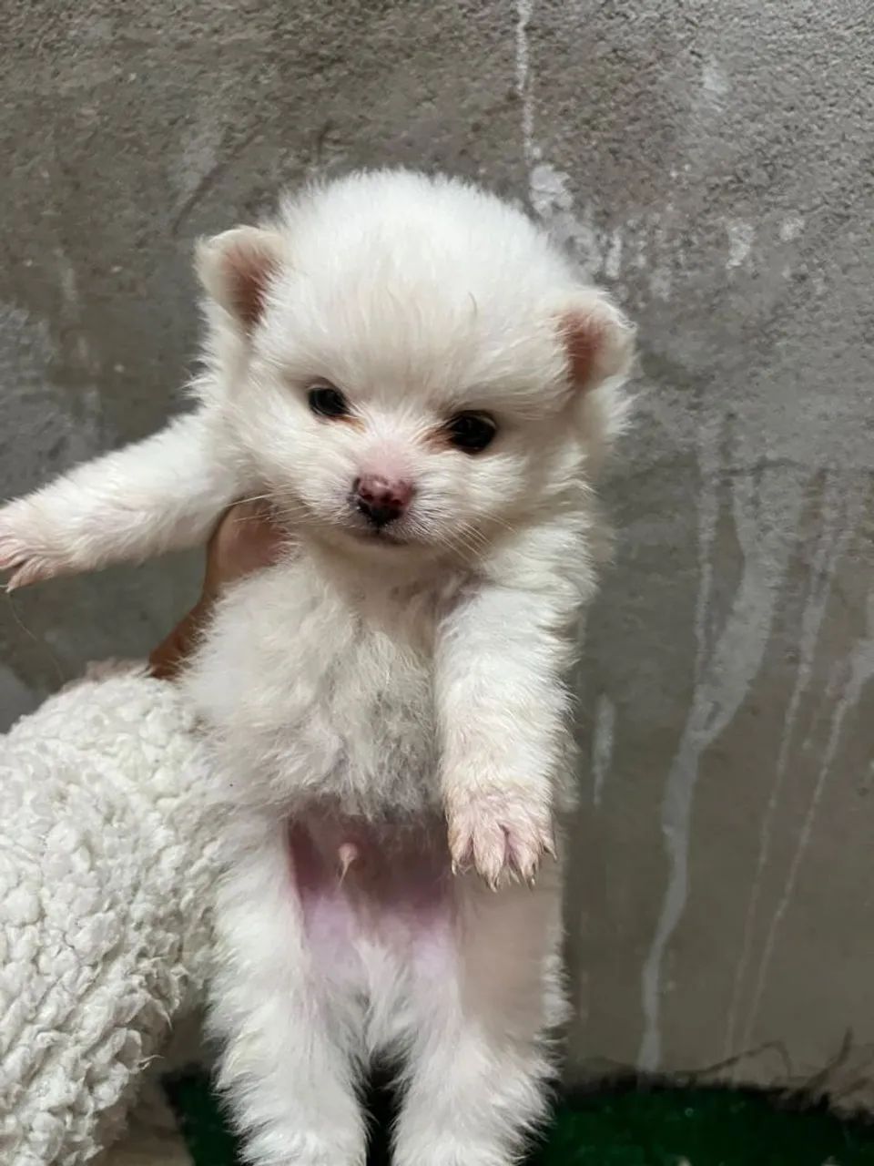 Lulu Pomerânia branco macho 