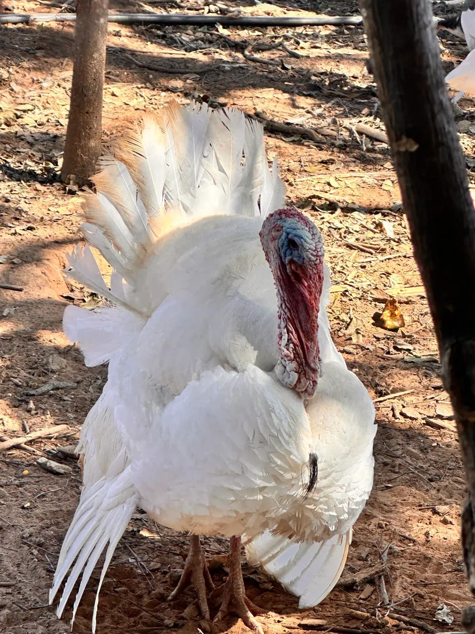 Peru branco adulto