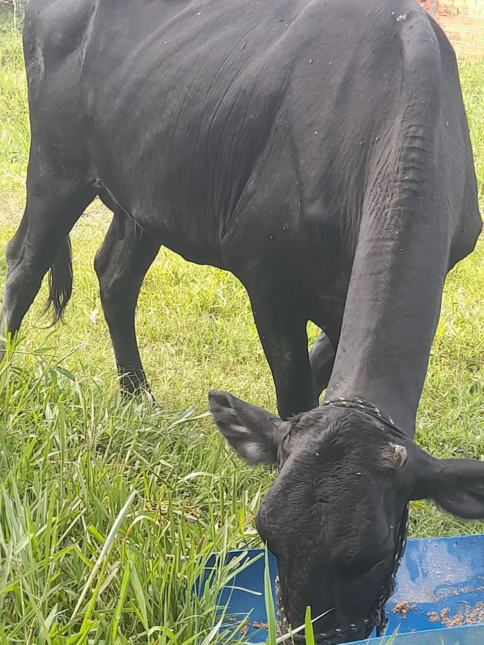 Vaca pra vender  - Foto 3