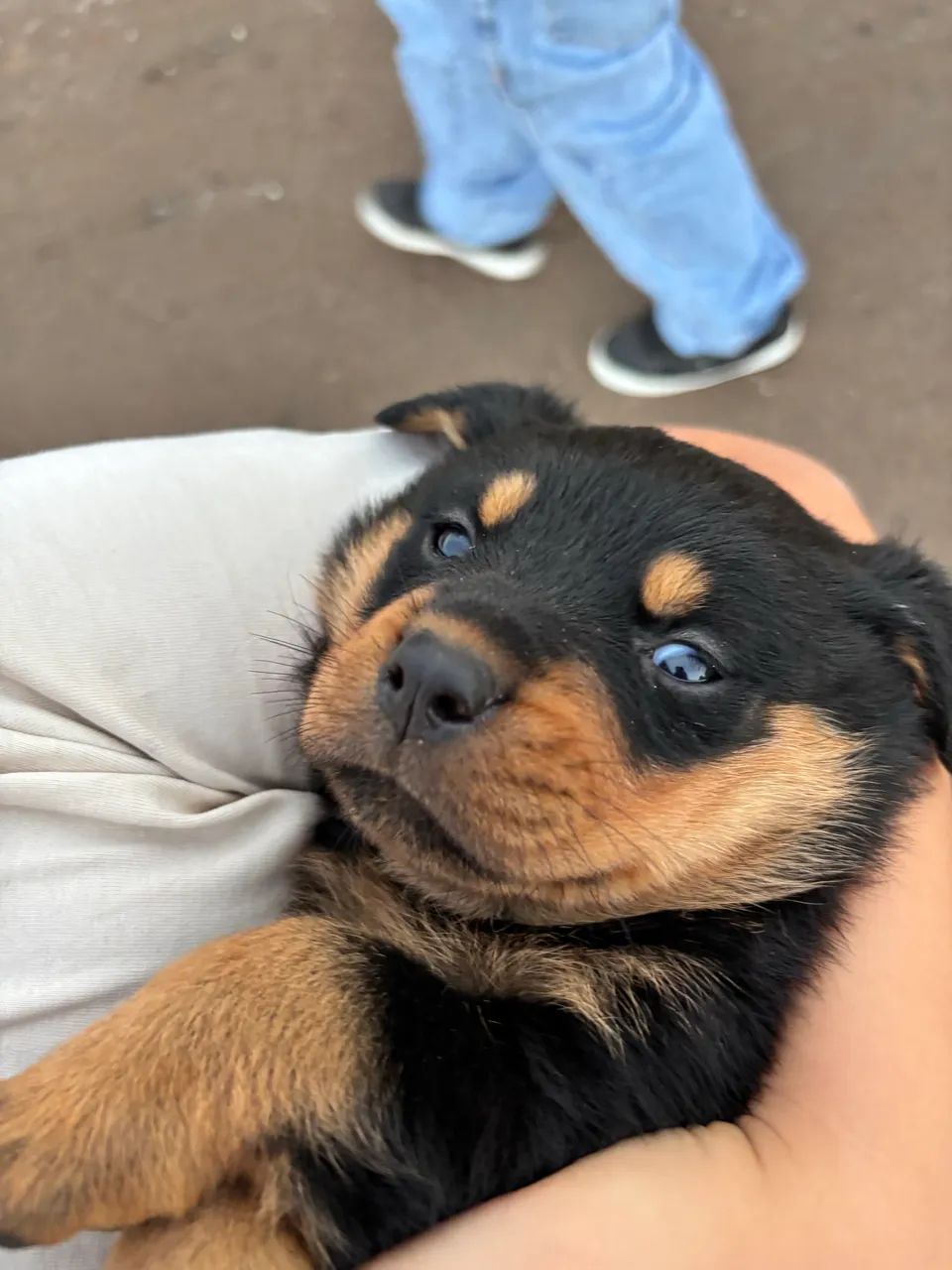 rottweiler  - Foto 2
