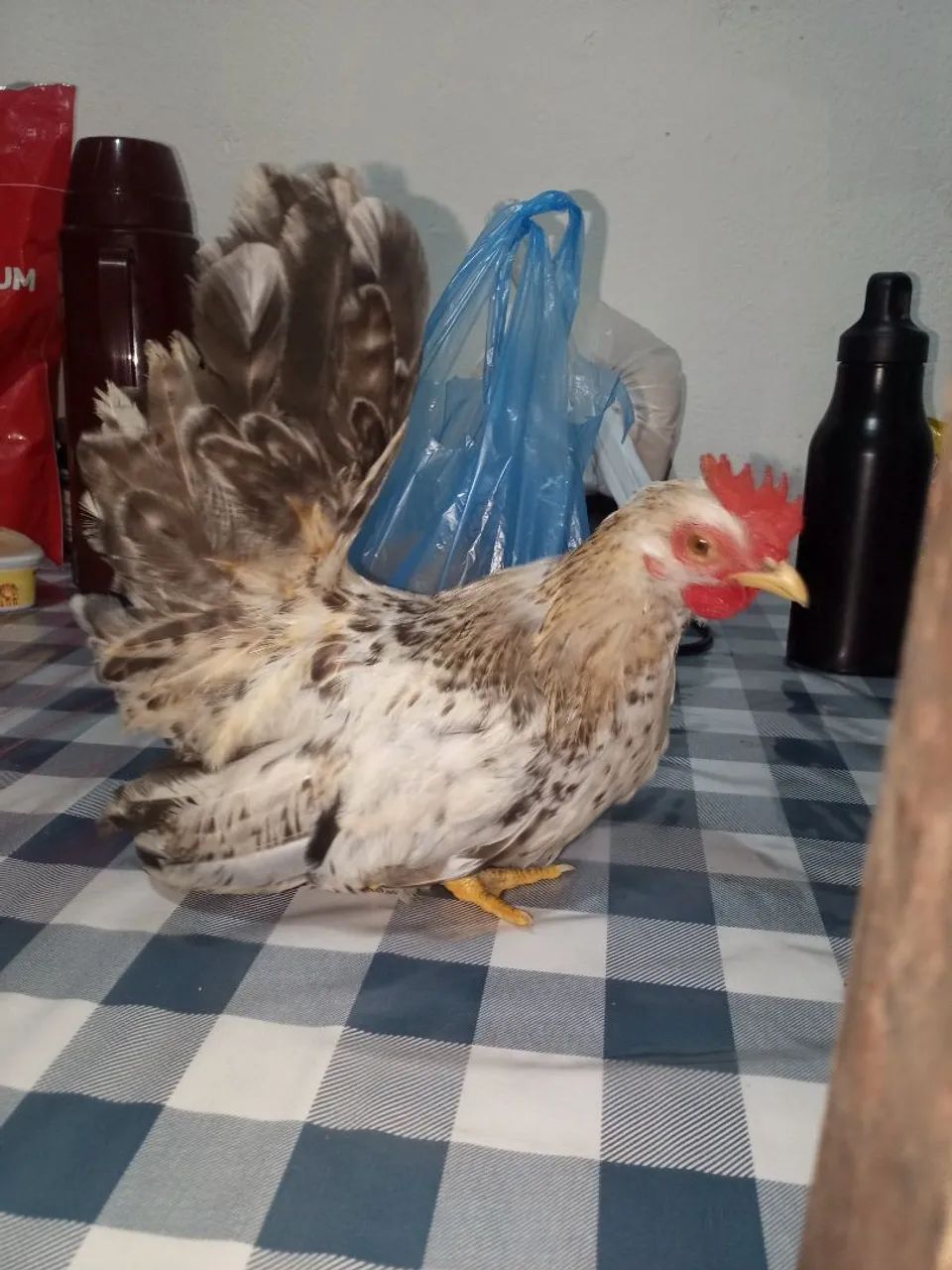 Galinha garnize  - Foto 5