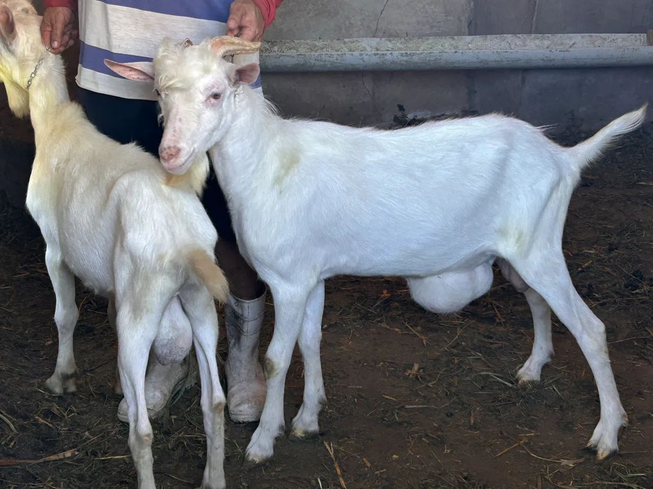 Vendo 4 cabritas e 2 bodinhos para abate! - Foto 3