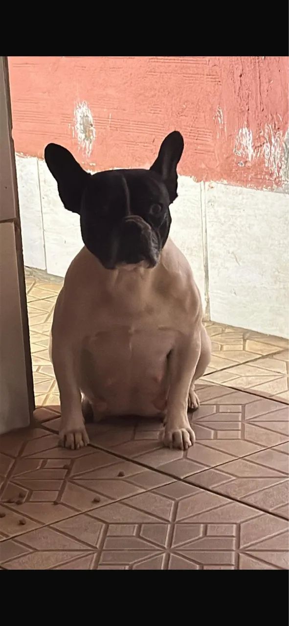 Buldog francês macho  - Foto 4
