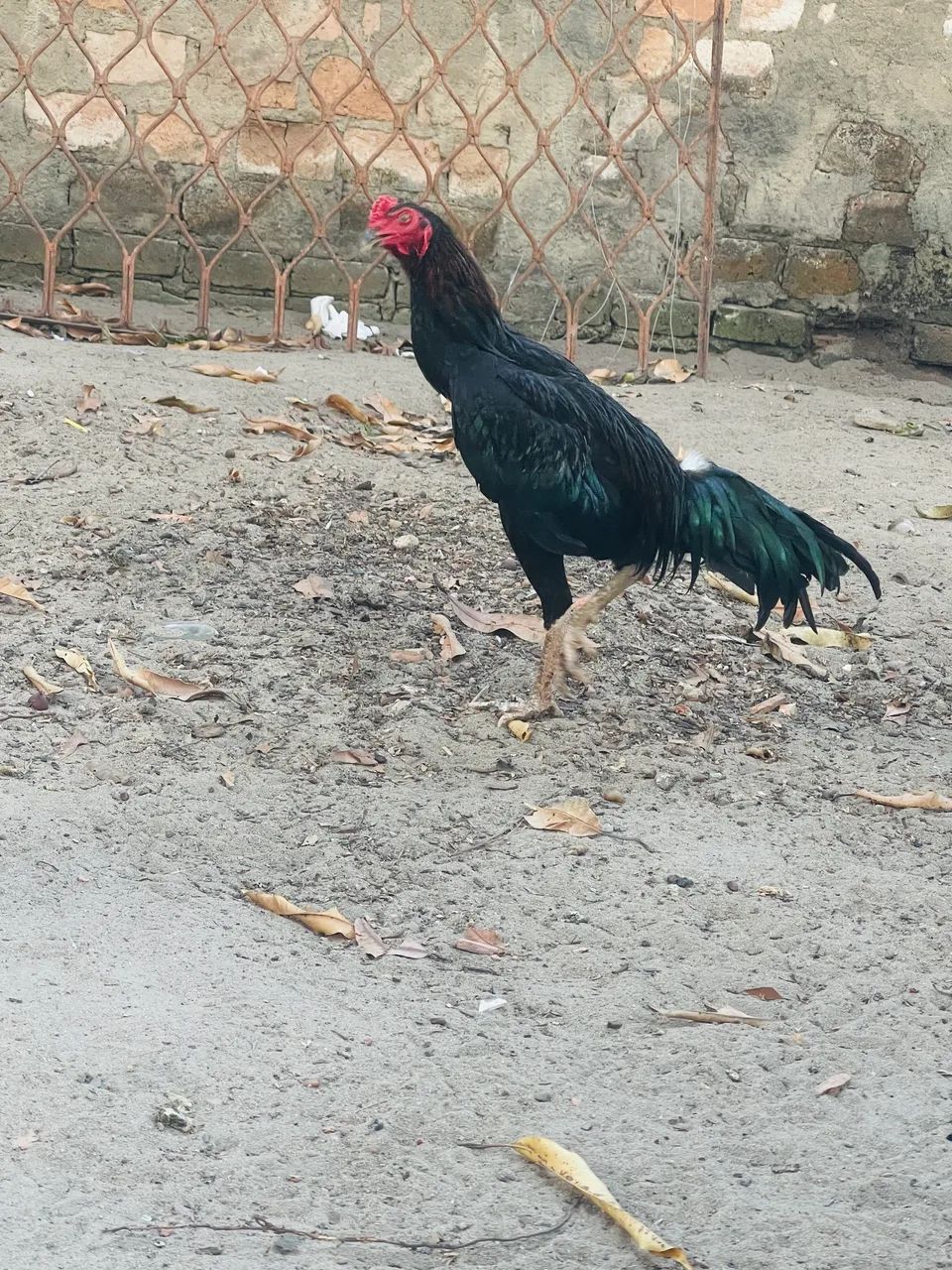 Vende-se frango carioca  - Foto 2