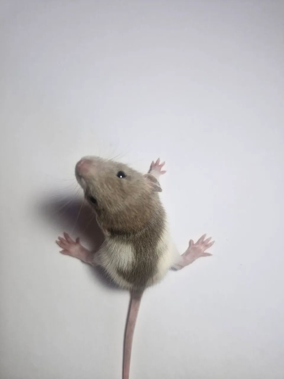 Twister Dumbo - Foto 4