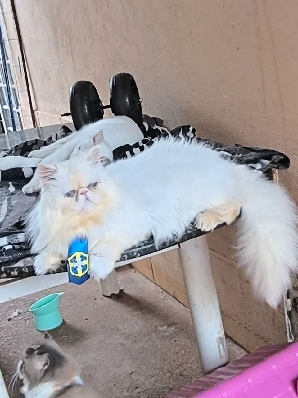 Gato persa macho - Foto 5