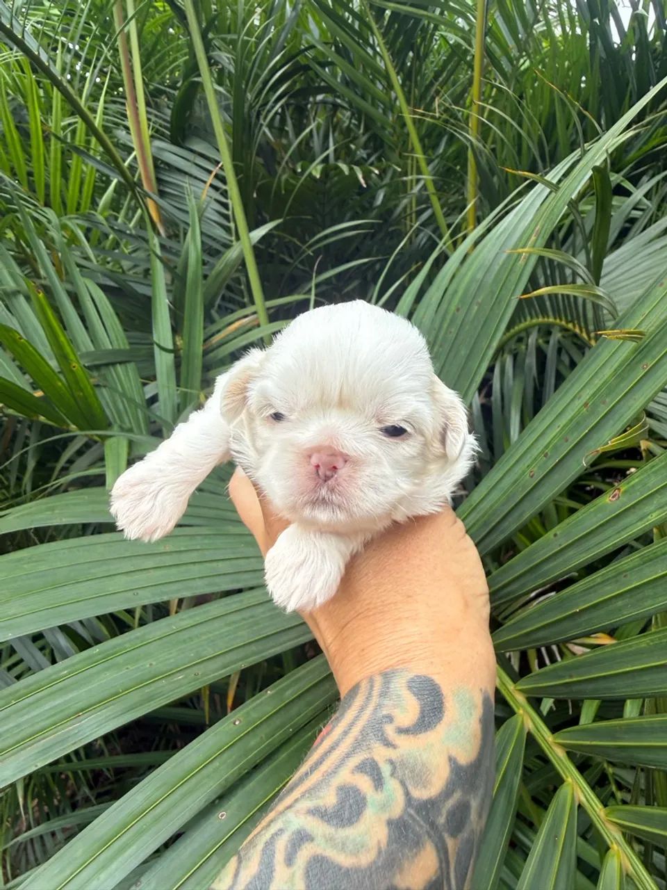 Shihtzu fêmea 