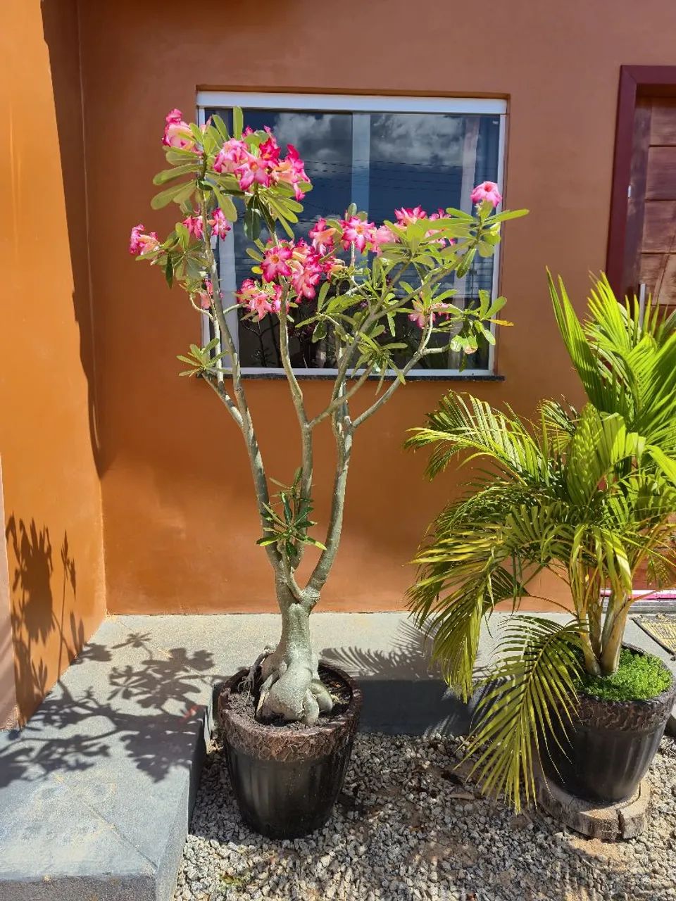 Vendo rosa do deserto 