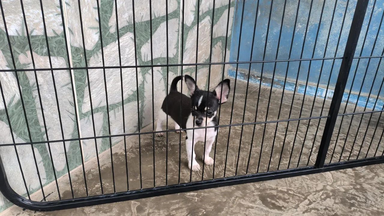 CHIHUAHUA MACHO 