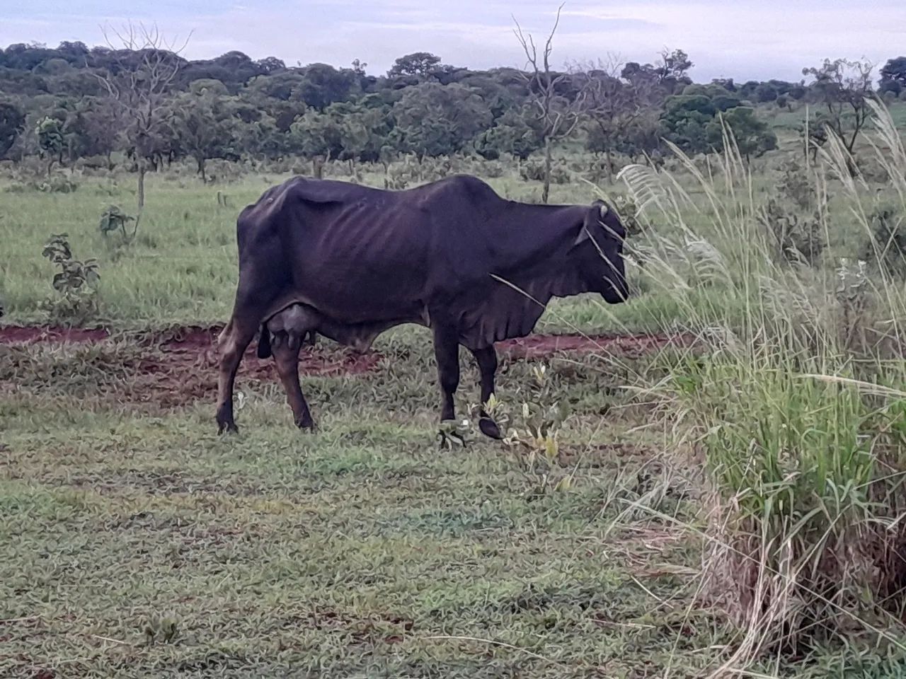 Novilhas e vacas leiteiras  - Foto 5