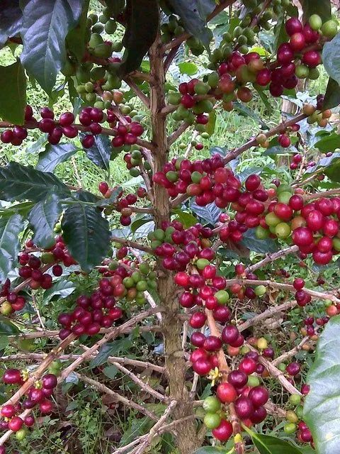 Mudas de pé de café 