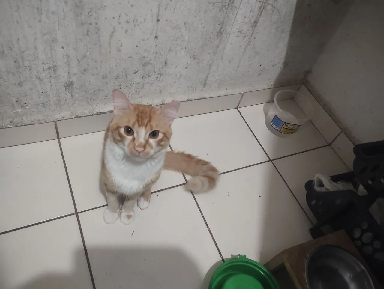 Doa se dois gatos 