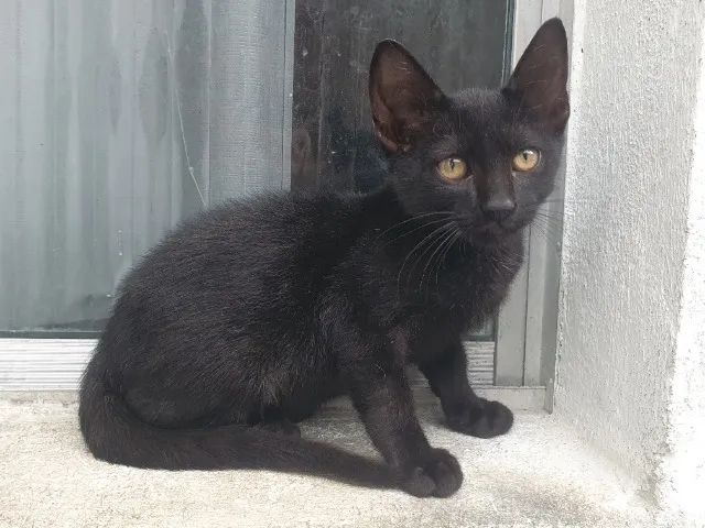 Gato - Foto 3