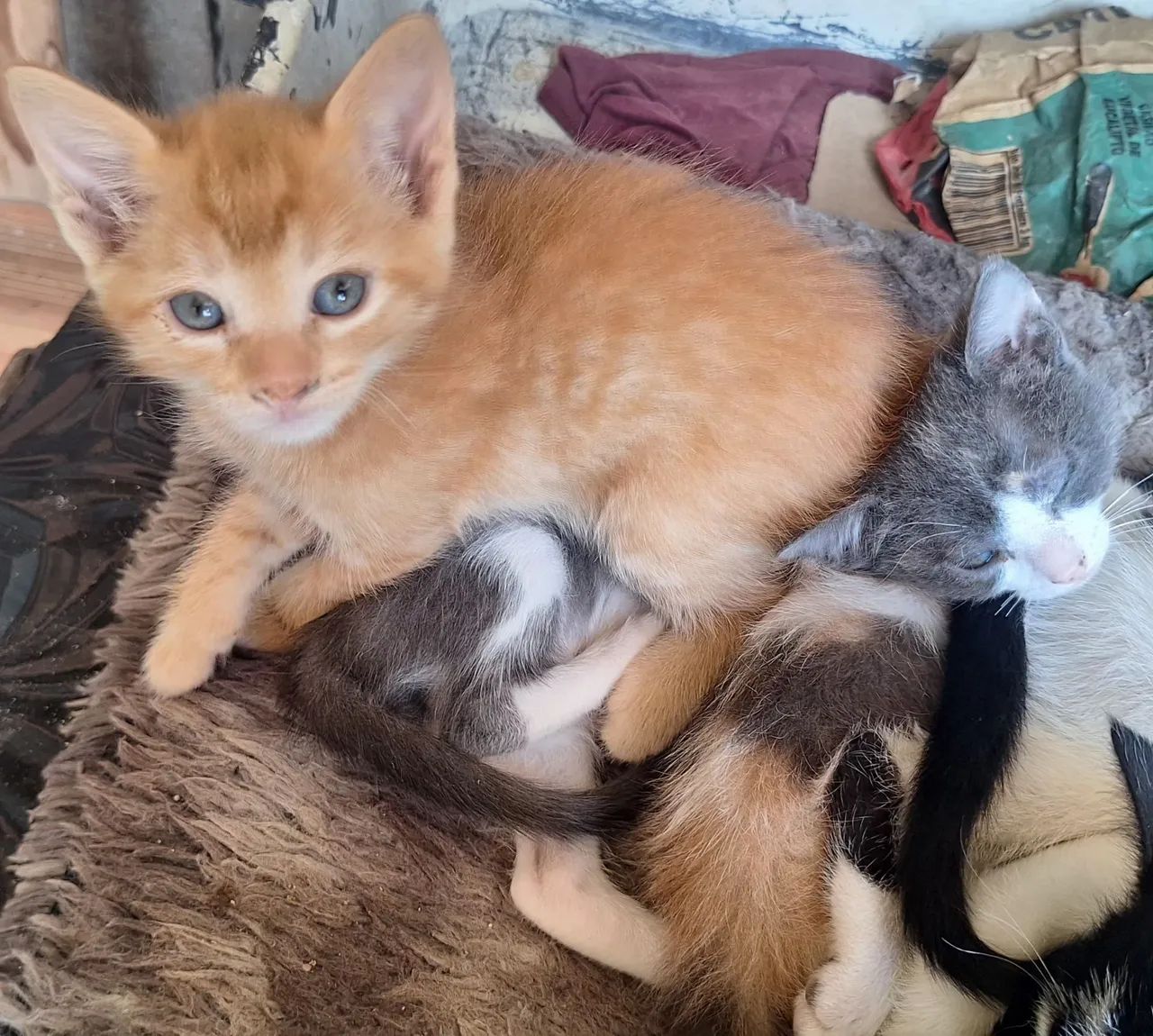 Doação de gatinhos filhotes  - Foto 4