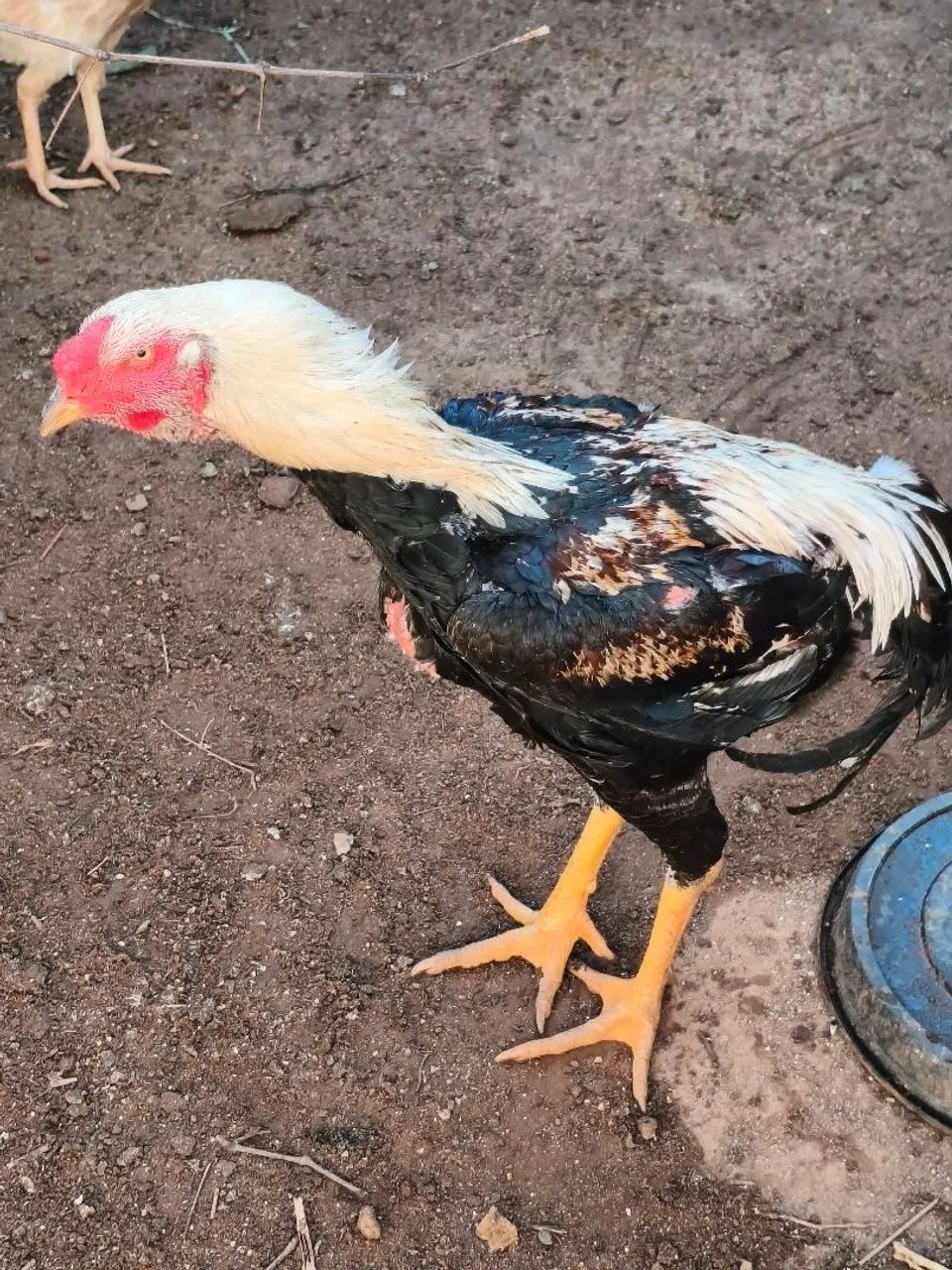 Frango índio gigante  - Foto 4