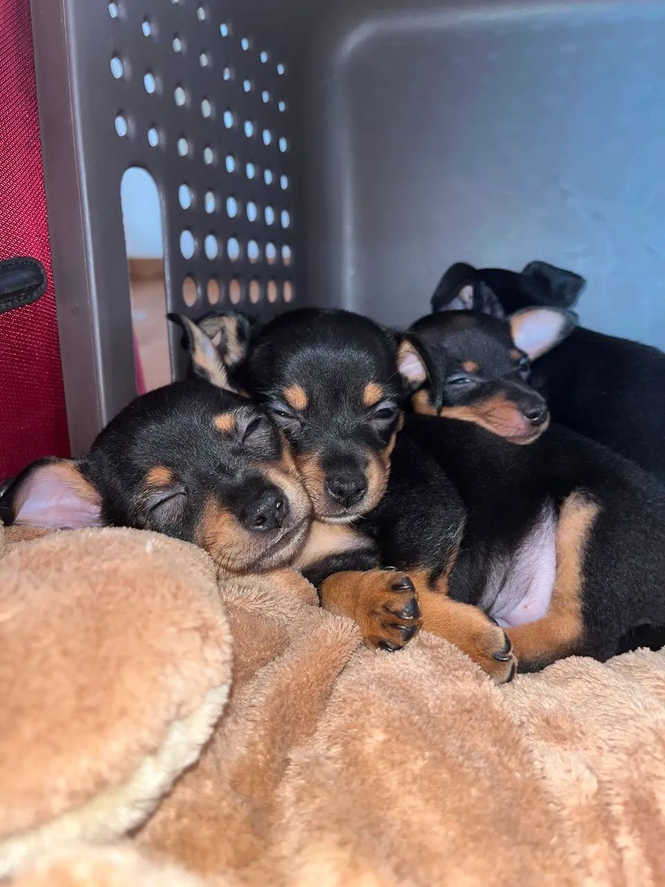 pinscher 0 - Foto 2