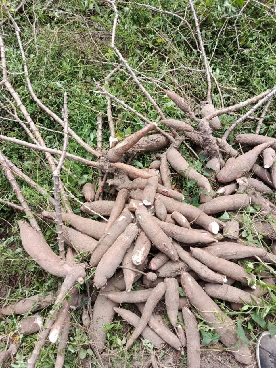 Vendo macaxeira na caixa. 30 reais 