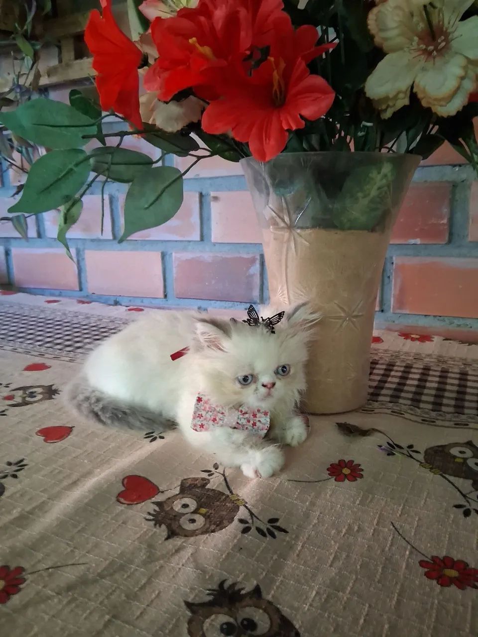 Princesinha Persa Himalaia,  olhões azuis - Foto 3