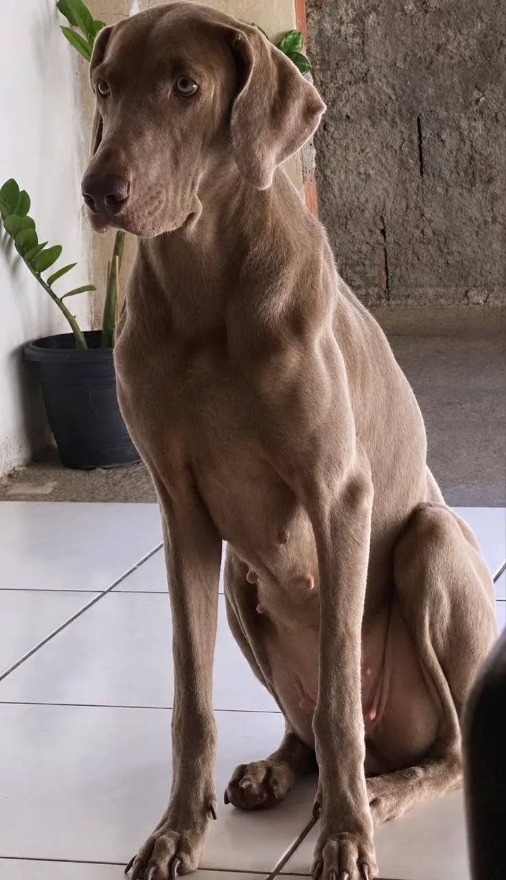 DOAÇÃO CACHORRO  - Foto 2