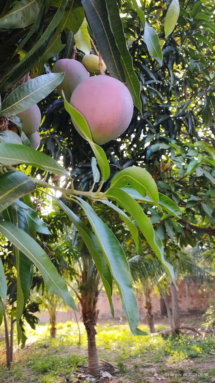 Sítio a Venda - Foto 2