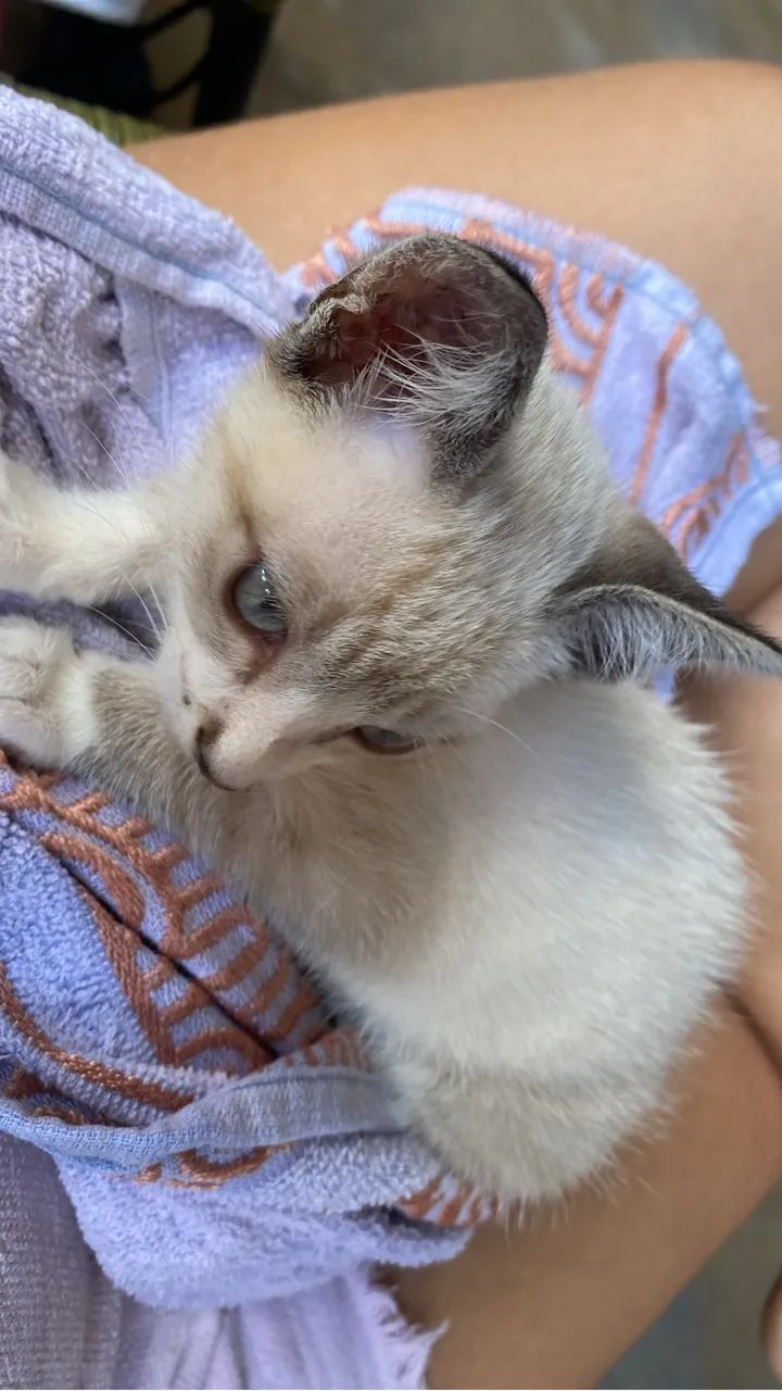 Doacao gato - Foto 2