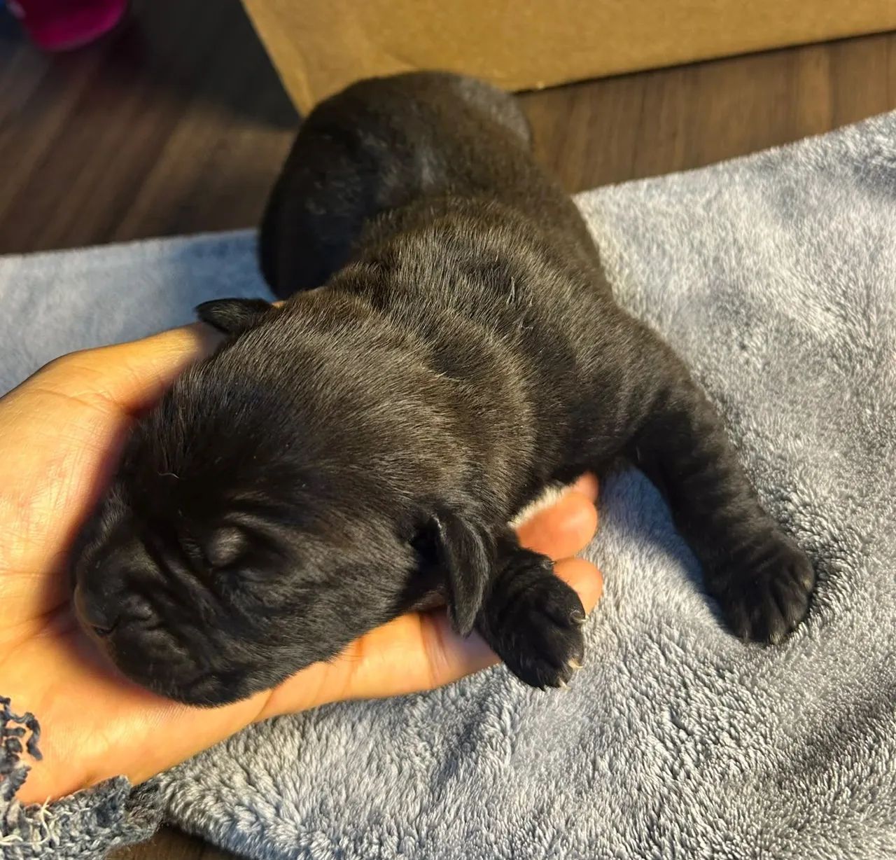 Filhote de cane corso  - Foto 3