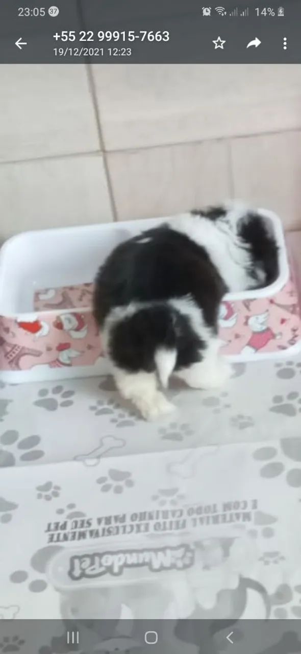 Shitzu  