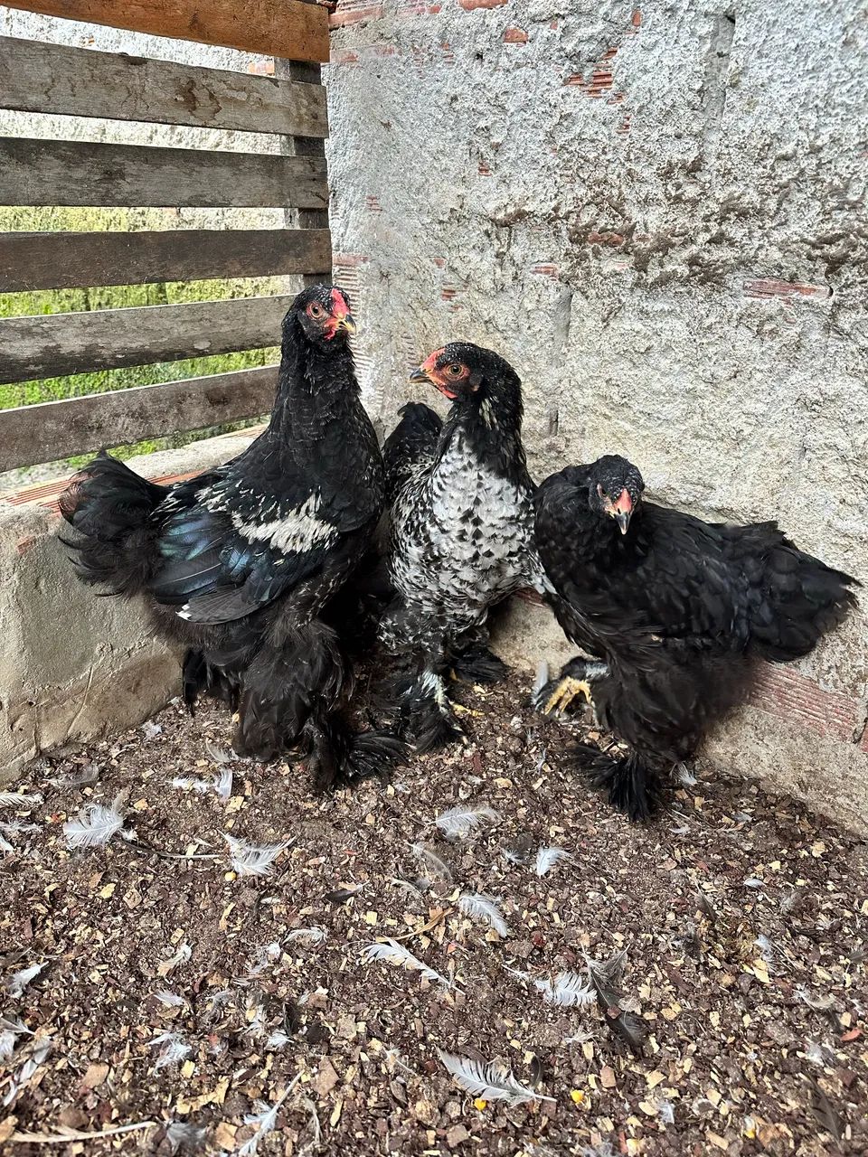 Frangos Brahma 