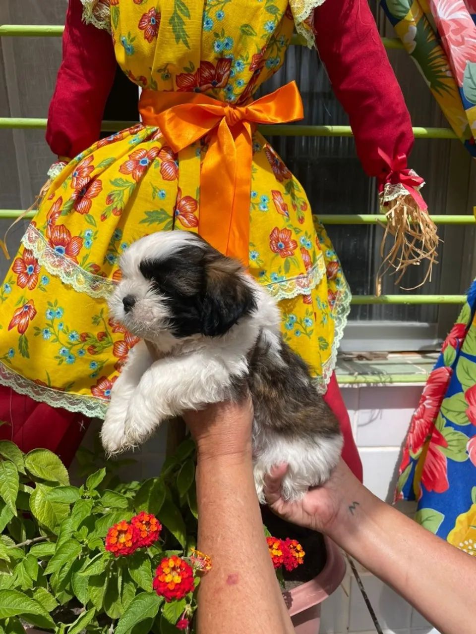 Lindos Filhotes de Shihtzu