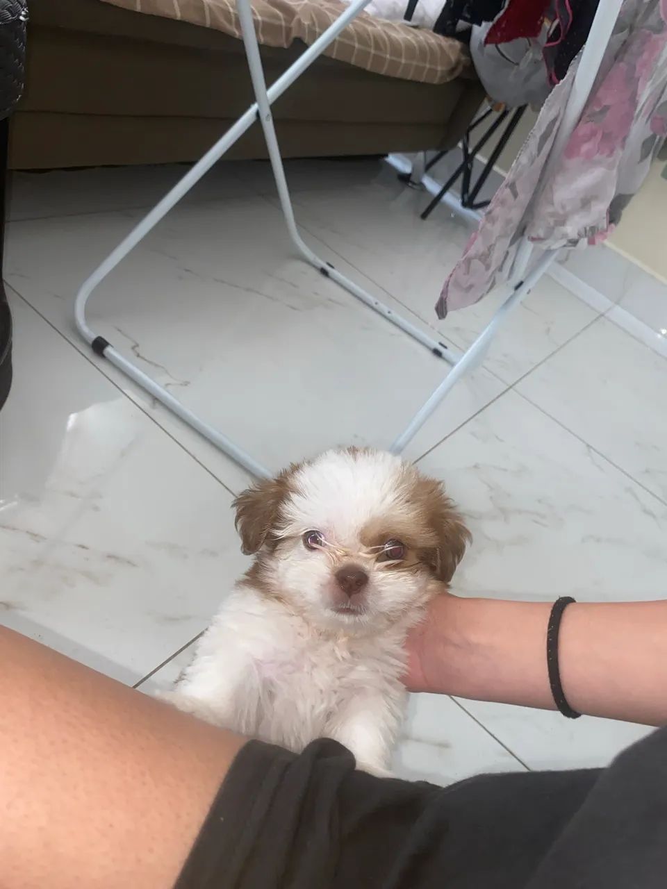 Vendo Shitzuh Macho  - Foto 3