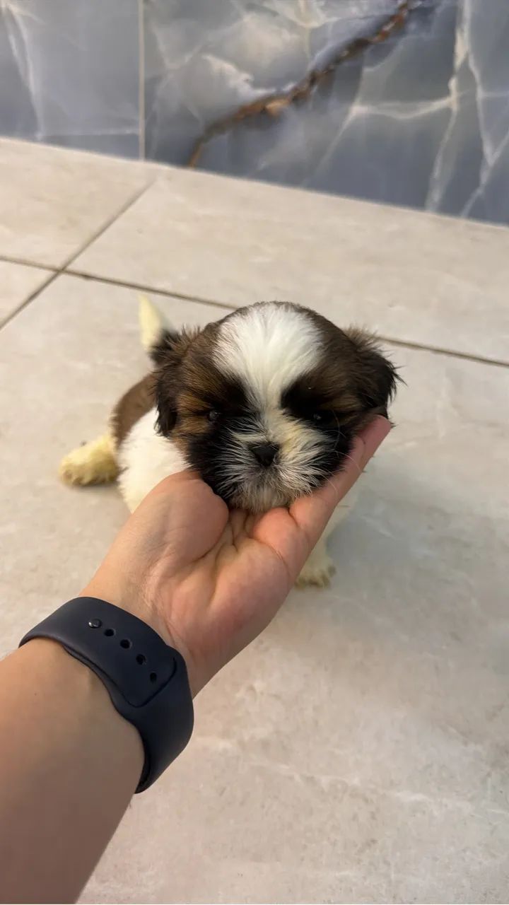 Shihtzu macho - Foto 2