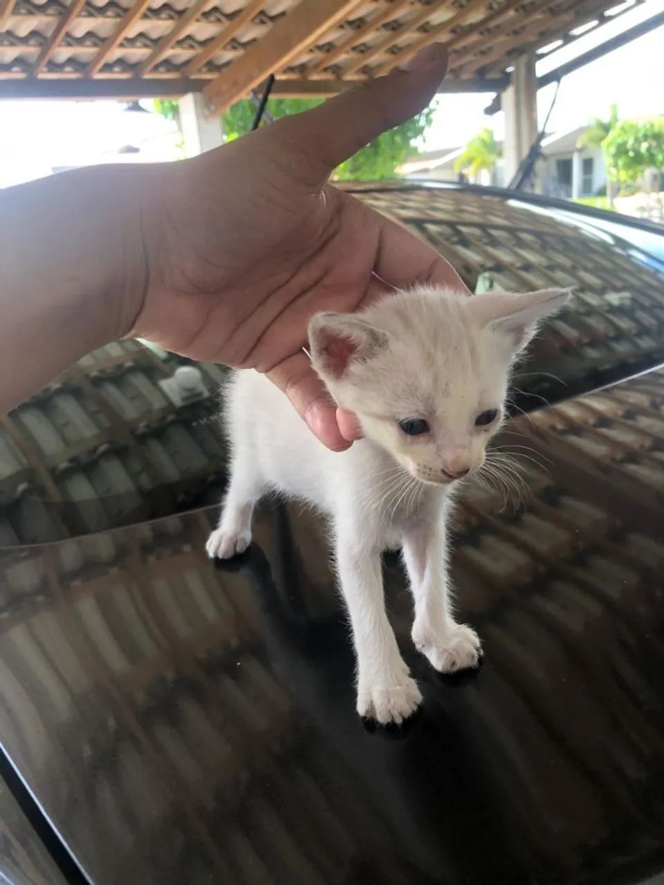 Gatinhos para adoção  - Foto 4