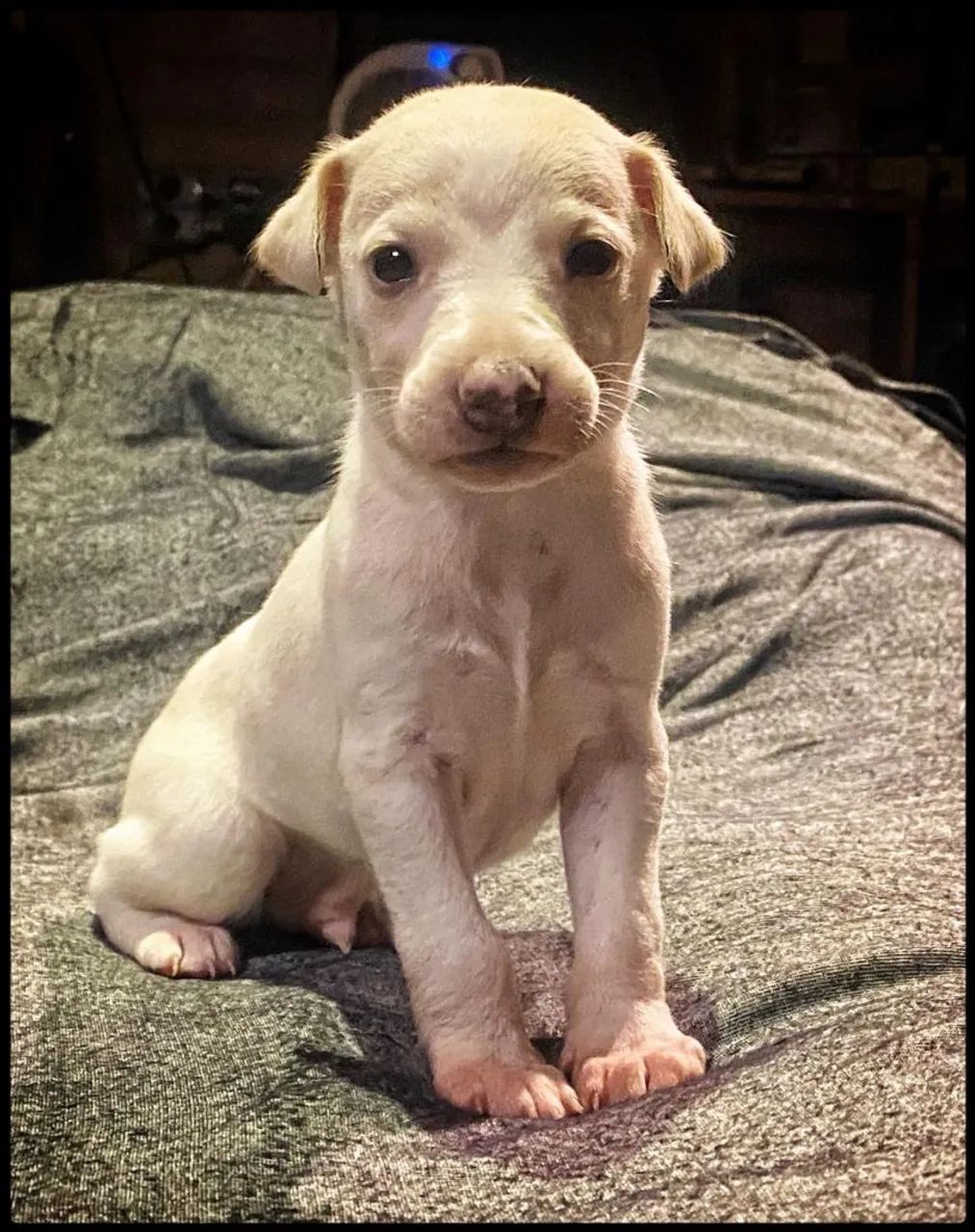 Whippet / Galgo 2.800,00 - Foto 5