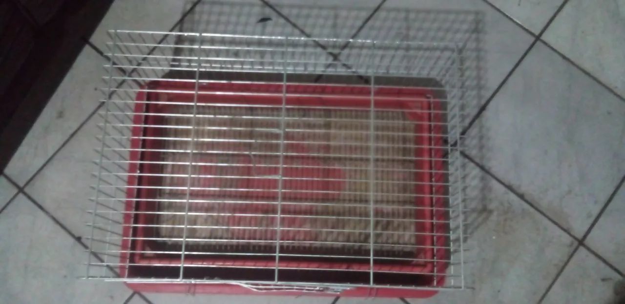 Gaiola grande para ramister e outros - Foto 4