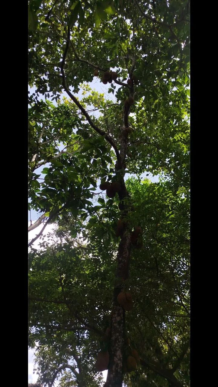 Vendo jacá tirada do pé  - Foto 2