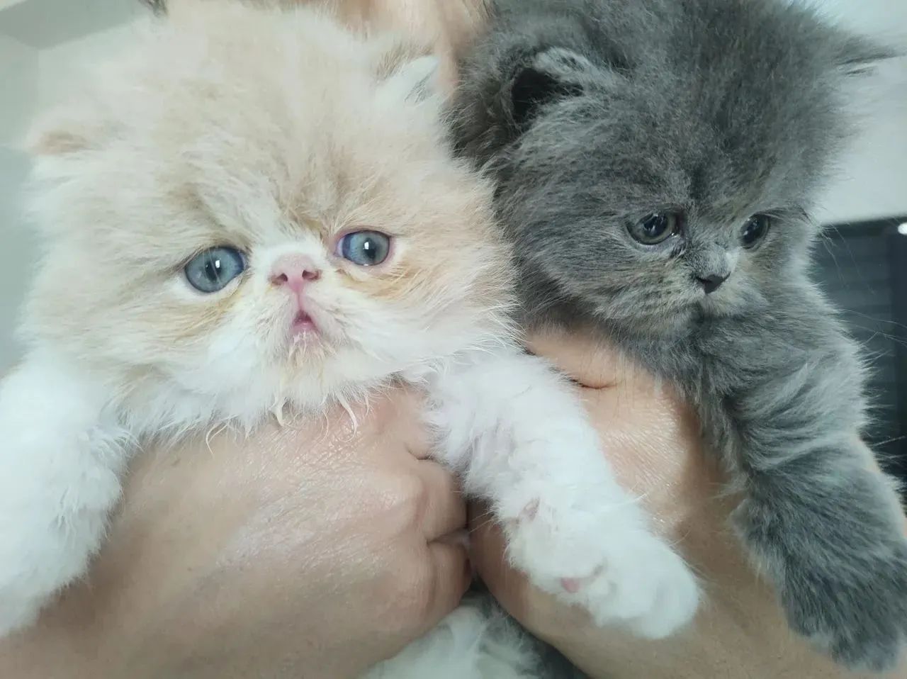 Persa Promoção Somente esse Final de semana  - Foto 4