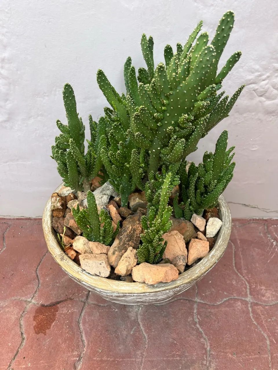 Vendo mudas dos seguintes cactos  - Foto 2